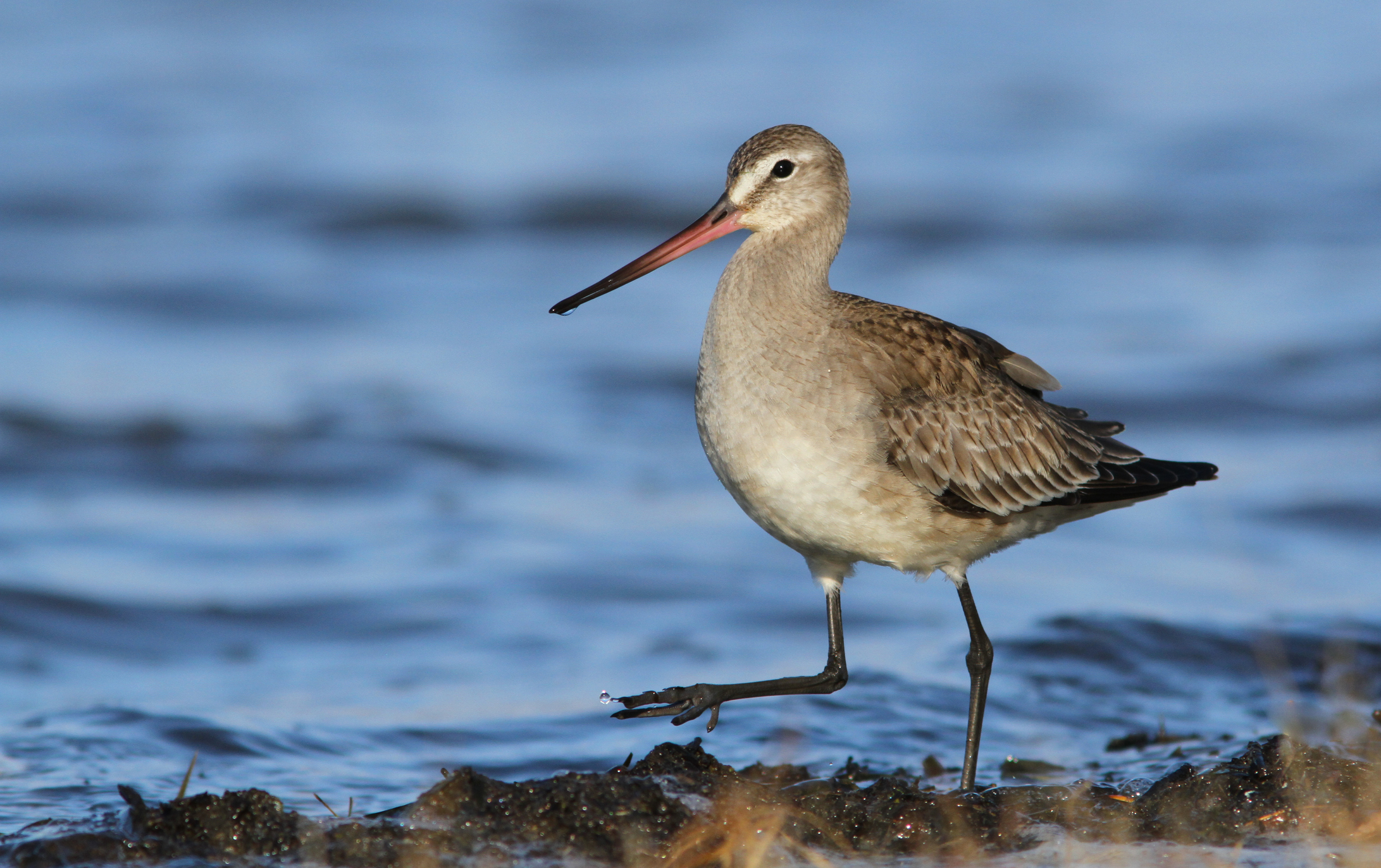 El rol de los ecosistemas de Chile en la supervivencia de las aves migratorias