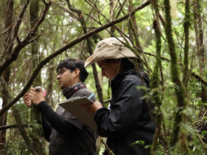 Diez años siguiendo árbol por árbol: Estudio revela cómo cambian los bosques antiguos de Chiloé