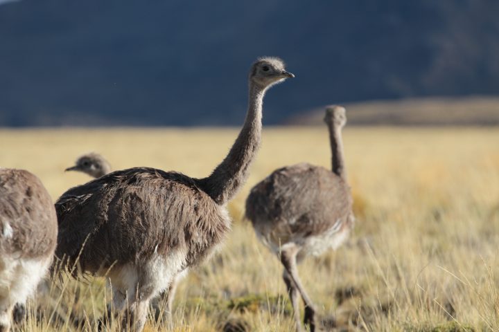 Conservación en Aysén: Liberan 39 ñandúes en el Parque Nacional Patagonia