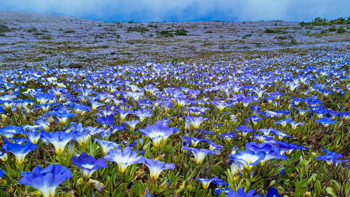 Lanzan libro sobre la flora nativa y endémica del desierto costero de La Higuera