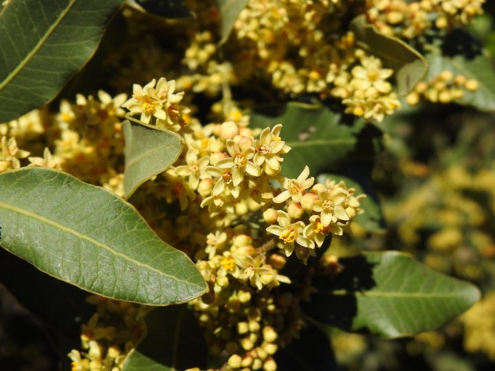 Estudio revela cómo tres especies nativas enfrentan la sequía en el bosque esclerófilo chileno