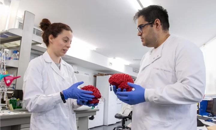 Descubren proteína clave para el desarrollo cerebral vinculada al autismo y la esquizofrenia
