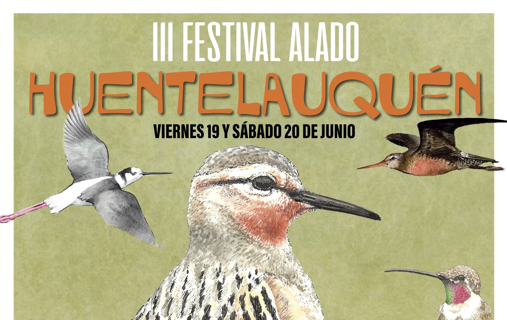 Festival Alado: Huentelauquén celebrará las aves y la biodiversidad con actividades gratuitas