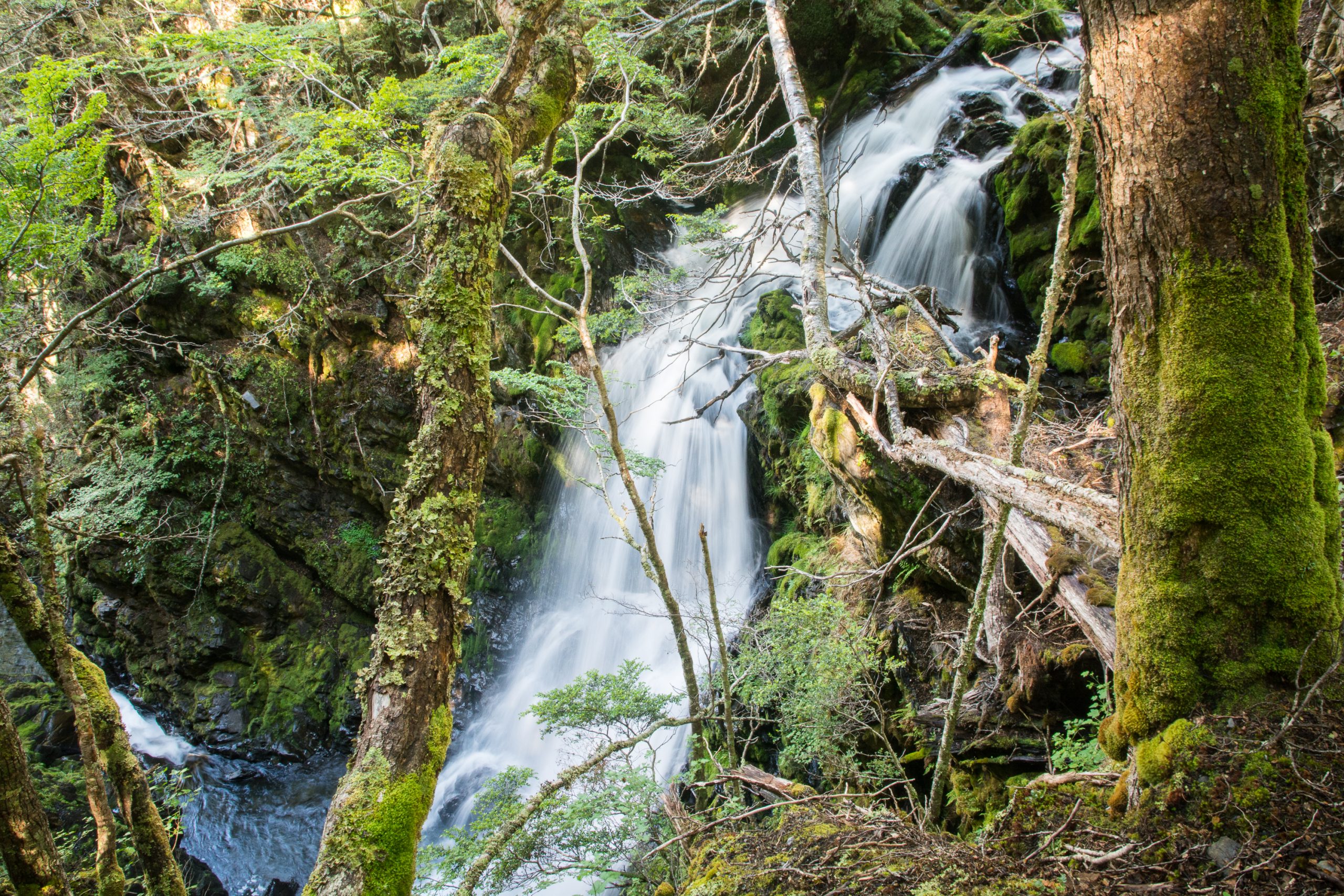 Monitoreo científico evalúa la salud de los bosques subantárticos de Karukinka