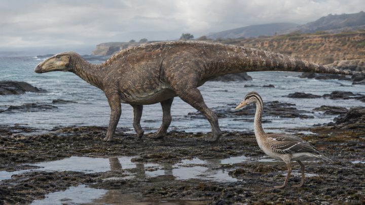 Fósiles hallados en Algarrobo confirman la presencia de dinosaurios y aves de hace 69 millones de años