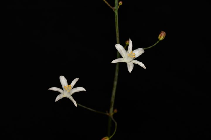 Oziroë imbricata: El nuevo tesoro botánico descubierto tras el Desierto Florido 2025