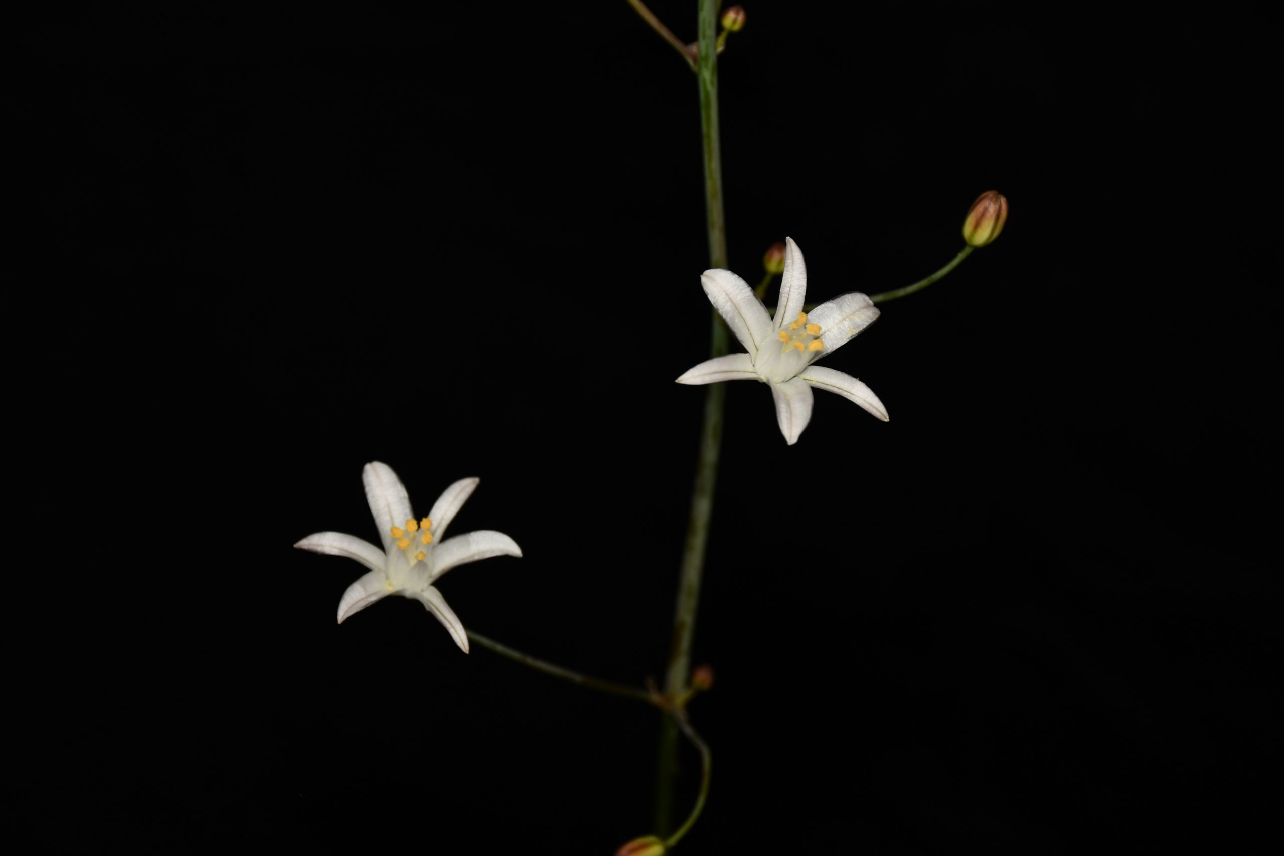 Oziroë imbricata: El nuevo tesoro botánico descubierto tras el Desierto Florido 2025