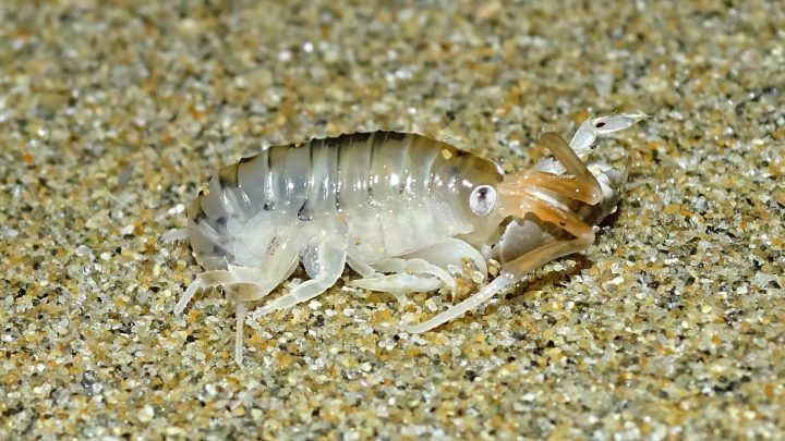 Descubren una nueva especie de pulga de playa endémica del sur de Chile