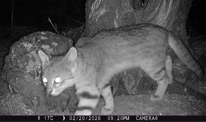 Documentan el primer registro de un puma y la reaparición del gato colocolo en Quebrada de la Plata