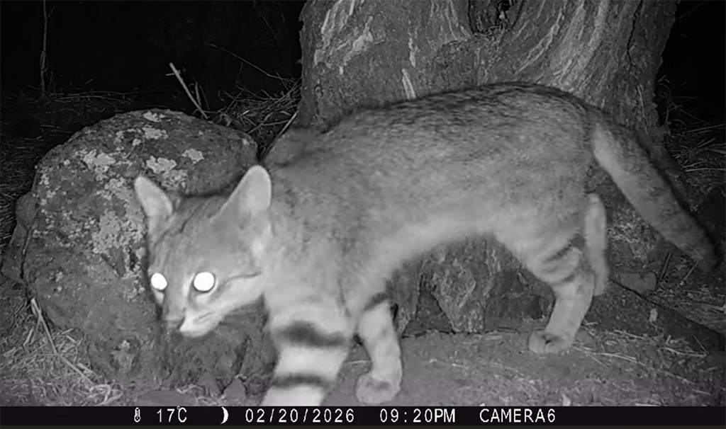 Documentan el primer registro de un puma y la reaparición del gato colocolo en Quebrada de la Plata
