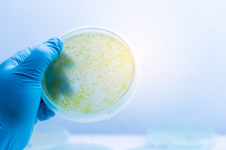 Universitarios crean biotecnología con microalgas para recuperar el litio residual