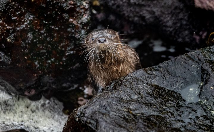 Cómo una comunidad se organizó para monitorear al chungungo en el Archipiélago de Humboldt