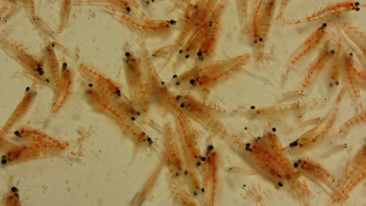 Desconocida complejidad genética del krill chileno abre posibilidades para la salud de los océanos