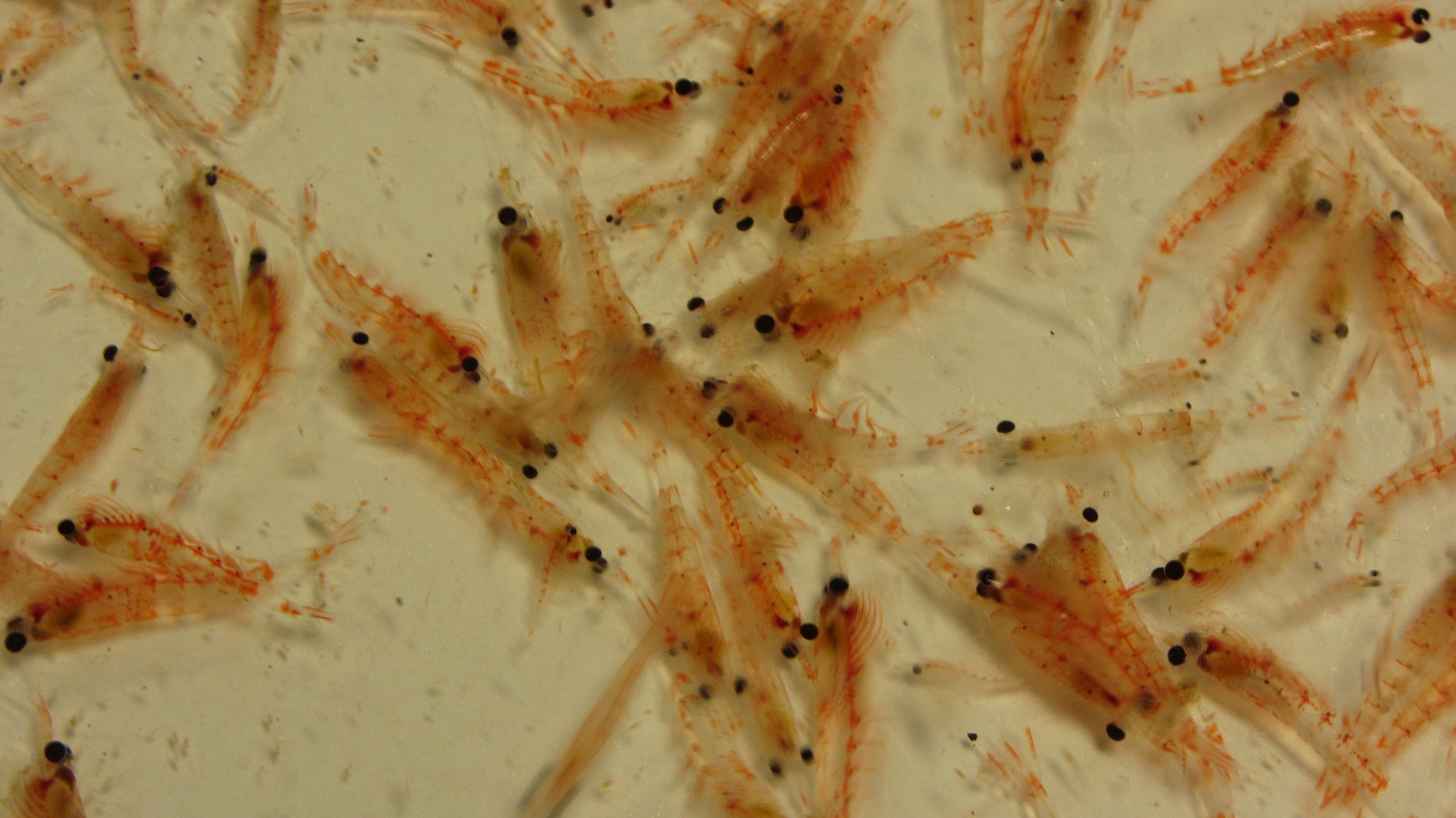 Desconocida complejidad genética del krill chileno abre posibilidades para la salud de los océanos