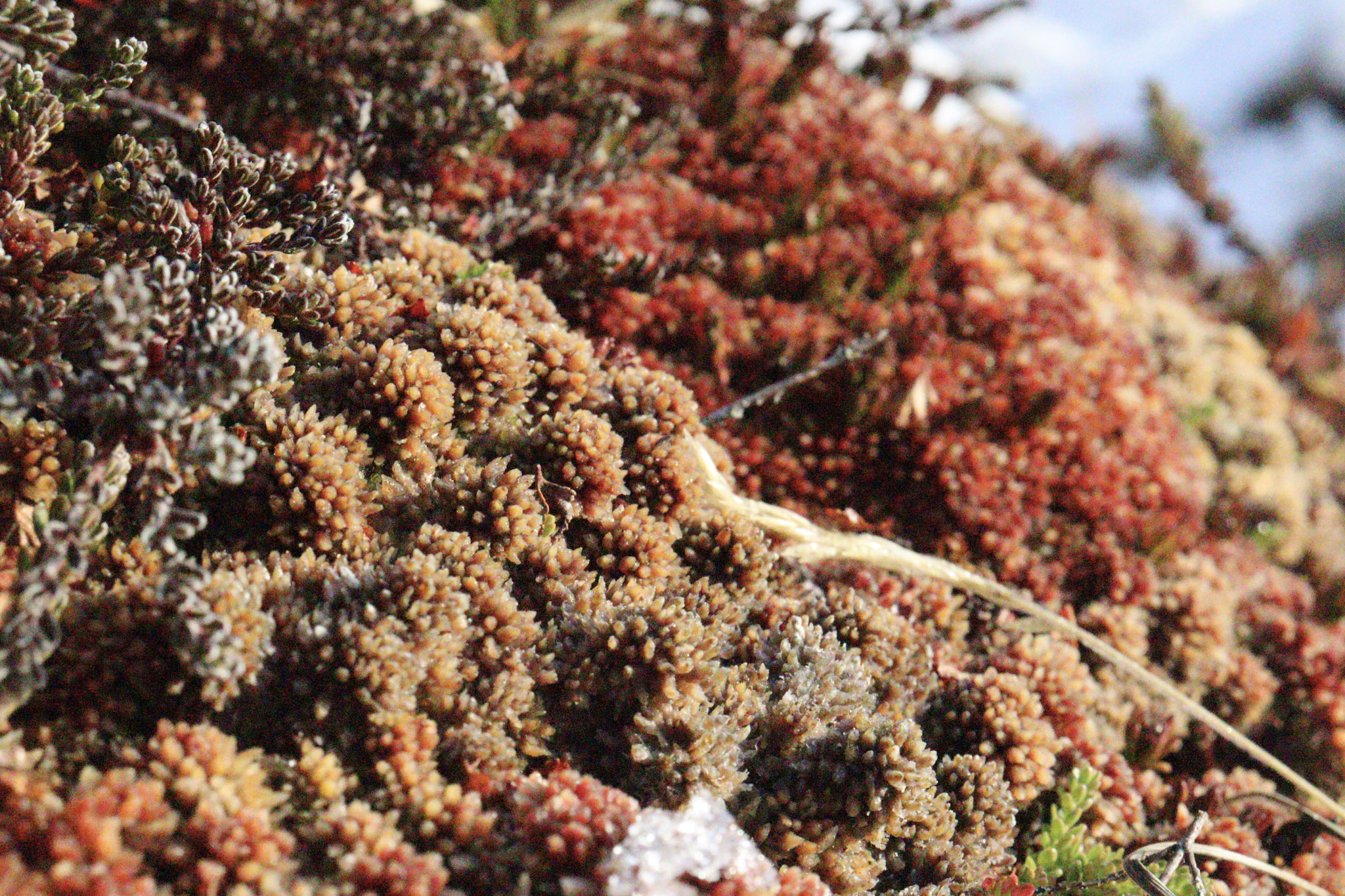 Guardaparques y expertos impulsan estrategia para proteger turberas de Tierra del Fuego