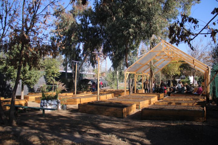 Comuna de Independencia impulsa el bosque Miyawaki más grande de Chile