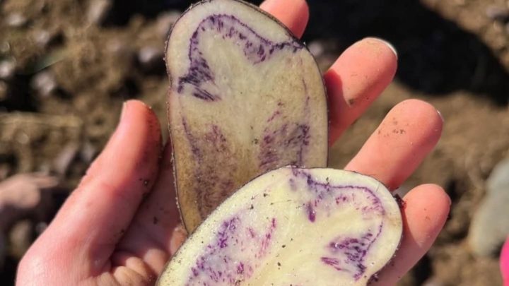 Buscan declarar Día Nacional de la Papa para reconocer al único cultivo genéticamente nativo de Chile