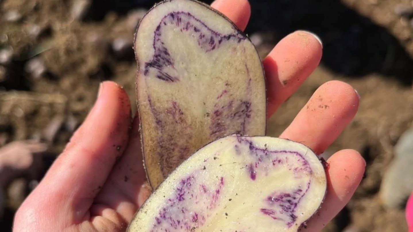 Buscan declarar Día Nacional de la Papa para reconocer al único cultivo genéticamente nativo de Chile