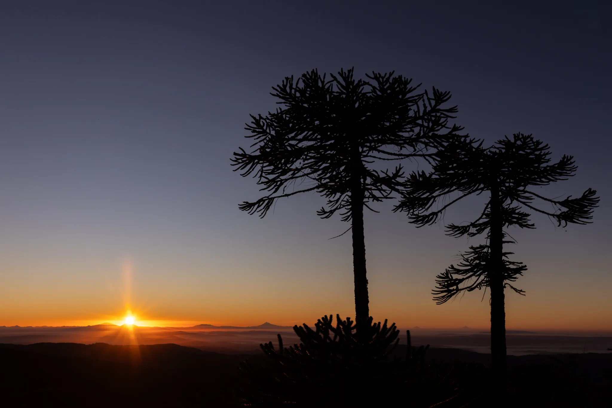 Cambio climático: Estudios predictivos revelan zonas altamente vulnerables para las araucarias