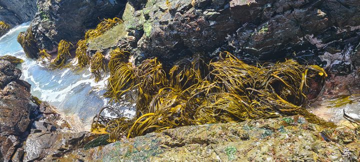 Estudio advierte que bosques submarinos de huiro negro podrían reducirse más de un 58% hacia 2050