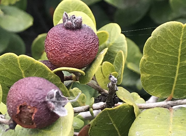 ¿Está protegida la flora chilena? Estudio identifica vacíos en la conservación de especies nativas