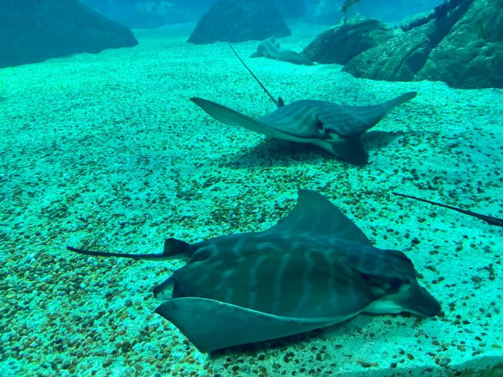 Misteriosa mandíbula confirma presencia inédita de rayas toro en aguas del Caribe