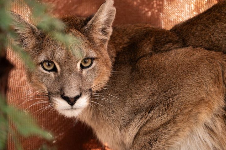 Refugio Animal Cascada lanza campaña para construir el primer recinto de rehabilitación de pumas en Chile