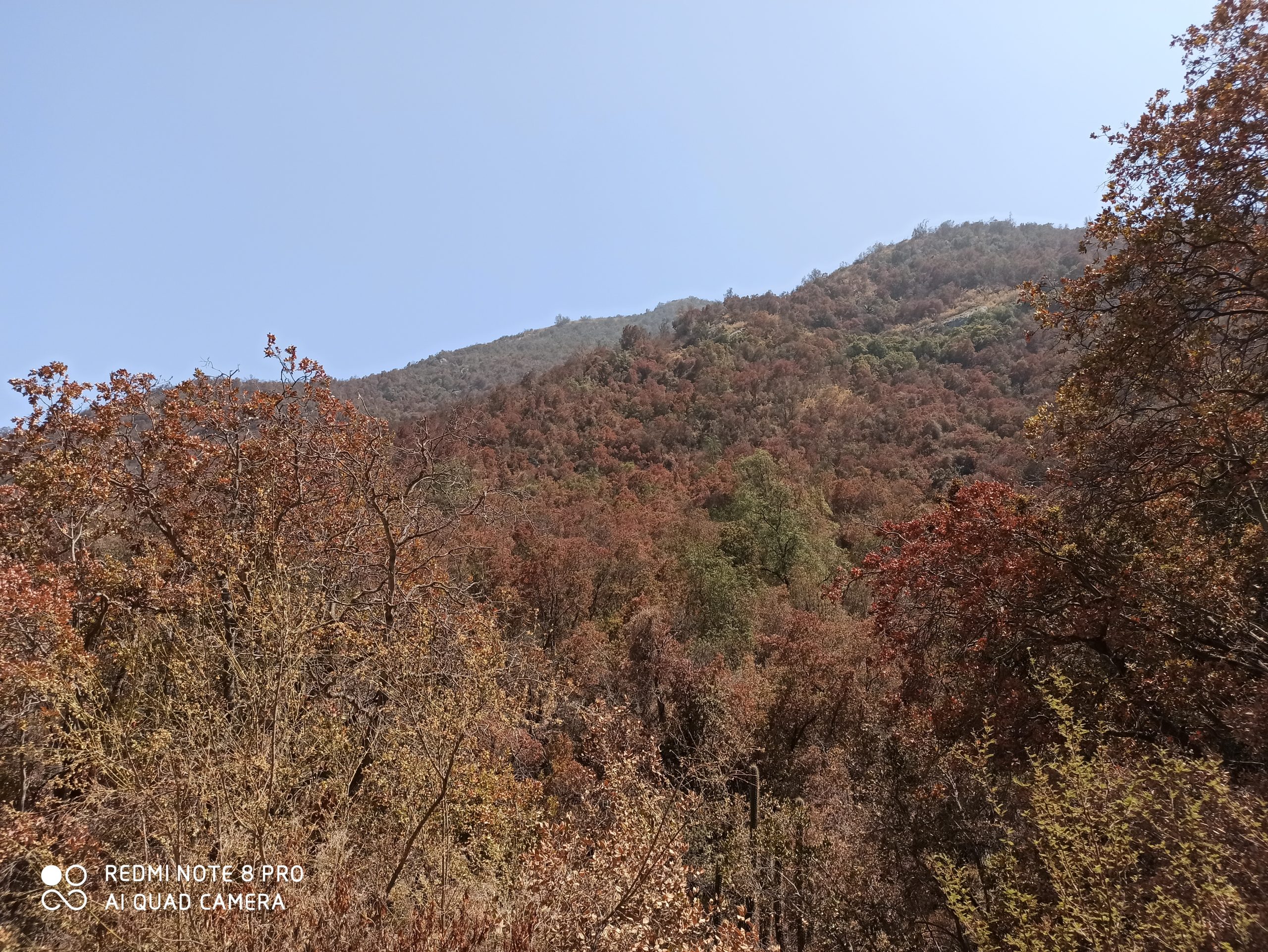 Megasequía pone a prueba la supervivencia del bosque esclerófilo de Chile central