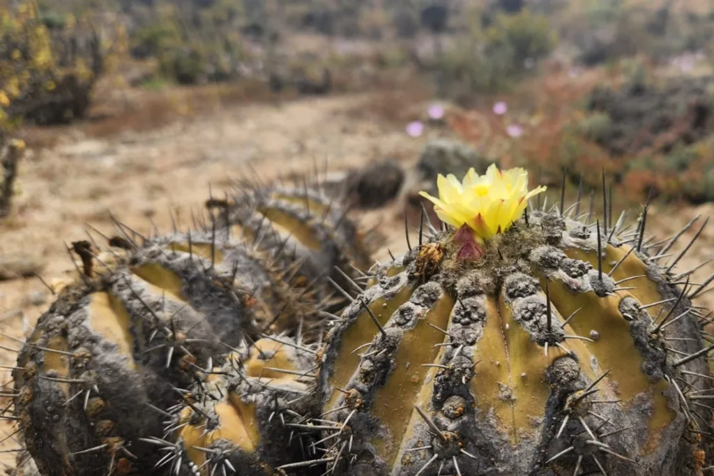Nueva entrega de Flora de Chile describe 144 especies de cactáceas del país