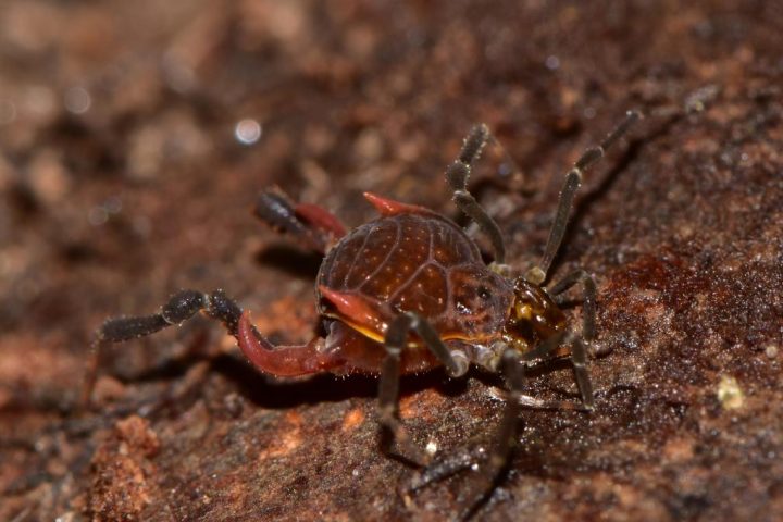 Descubren nuevo género de opiliones en la Cordillera de la Costa del sur de Chile