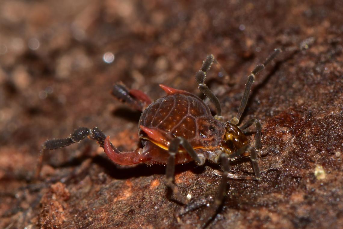 Descubren nuevo género de opiliones en la Cordillera de la Costa del sur de Chile
