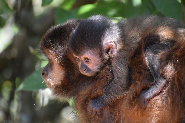 El parto difícil no es exclusivo de los humanos: Otros primates enfrentan desafíos aún mayores