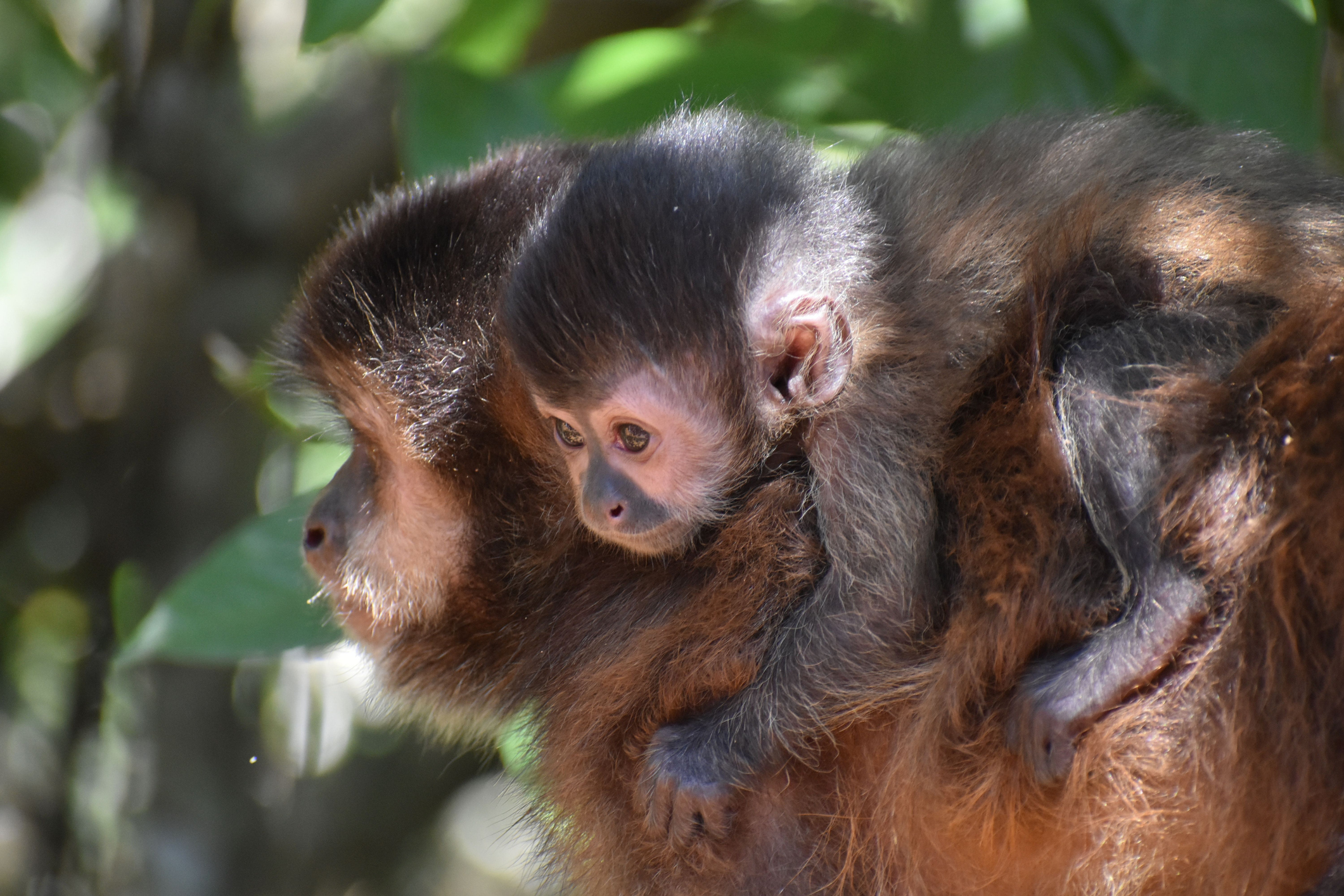 El parto difícil no es exclusivo de los humanos: Otros primates enfrentan desafíos aún mayores