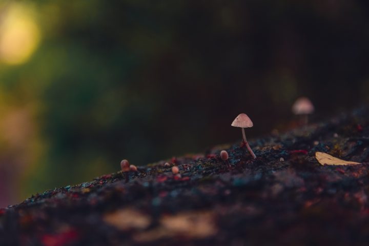 Nuevo informe mundial revela el potencial de la inteligencia artificial para proteger la biodiversidad