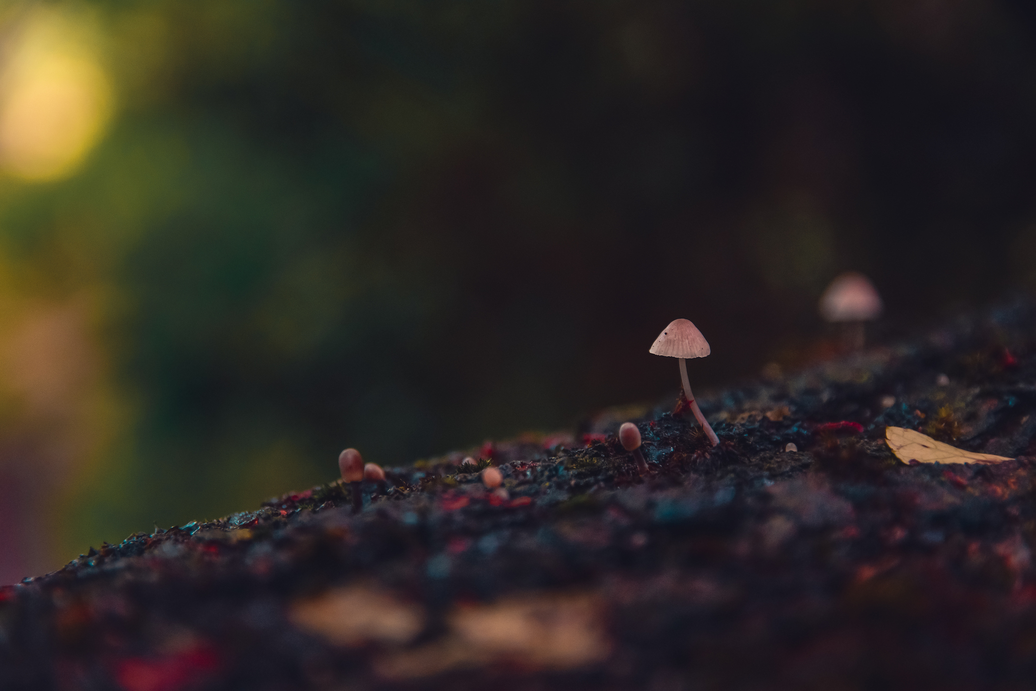 Nuevo informe mundial revela el potencial de la inteligencia artificial para proteger la biodiversidad