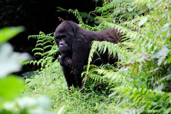 Unesco suma 14 nuevas reservas de la biosfera y amplía red mundial de conservación