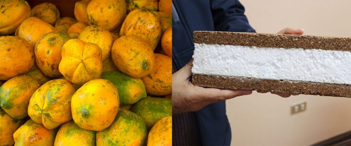 Desarrollan innovador material para la construcción sostenible a base de semillas de papaya