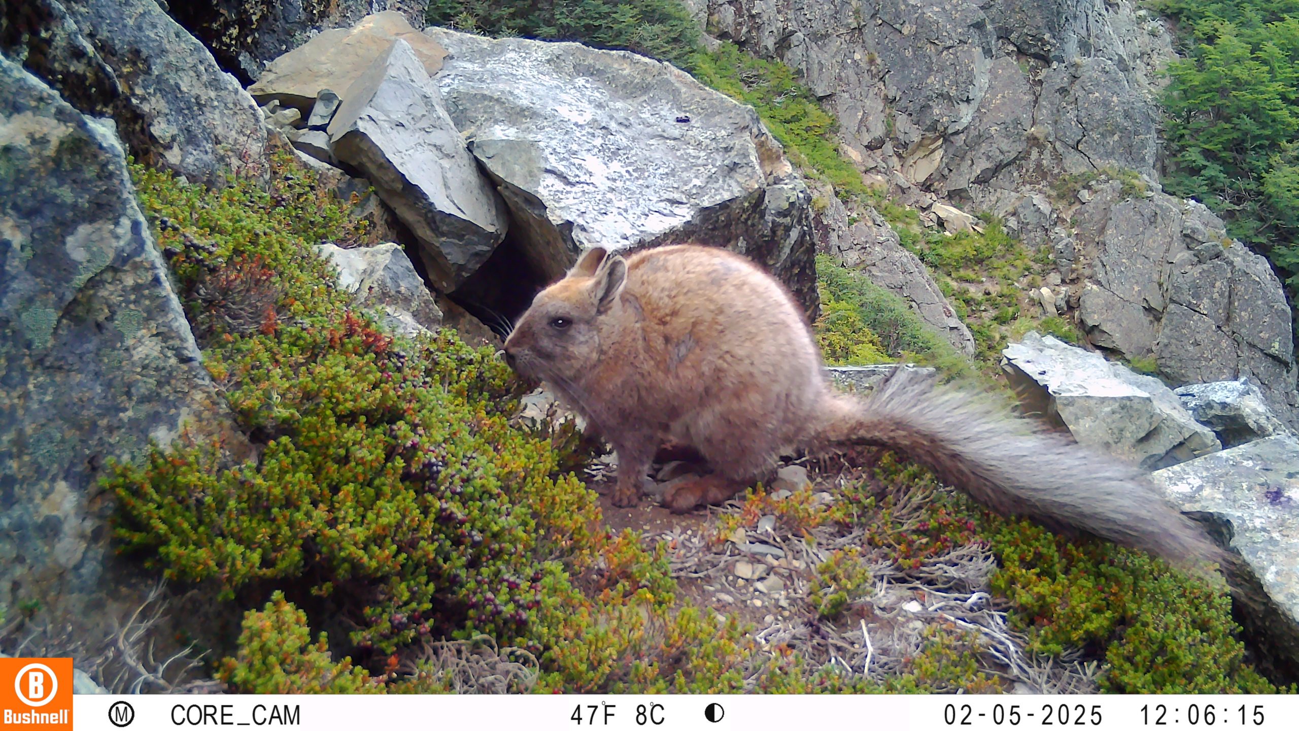 Documentan por primera vez poblaciones de vizcacha austral en La Araucanía