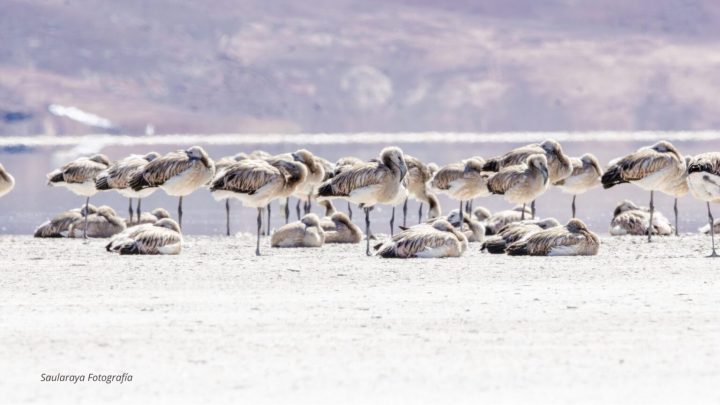Registran exitosa reproducción de flamencos en humedales altoandinos de Atacama