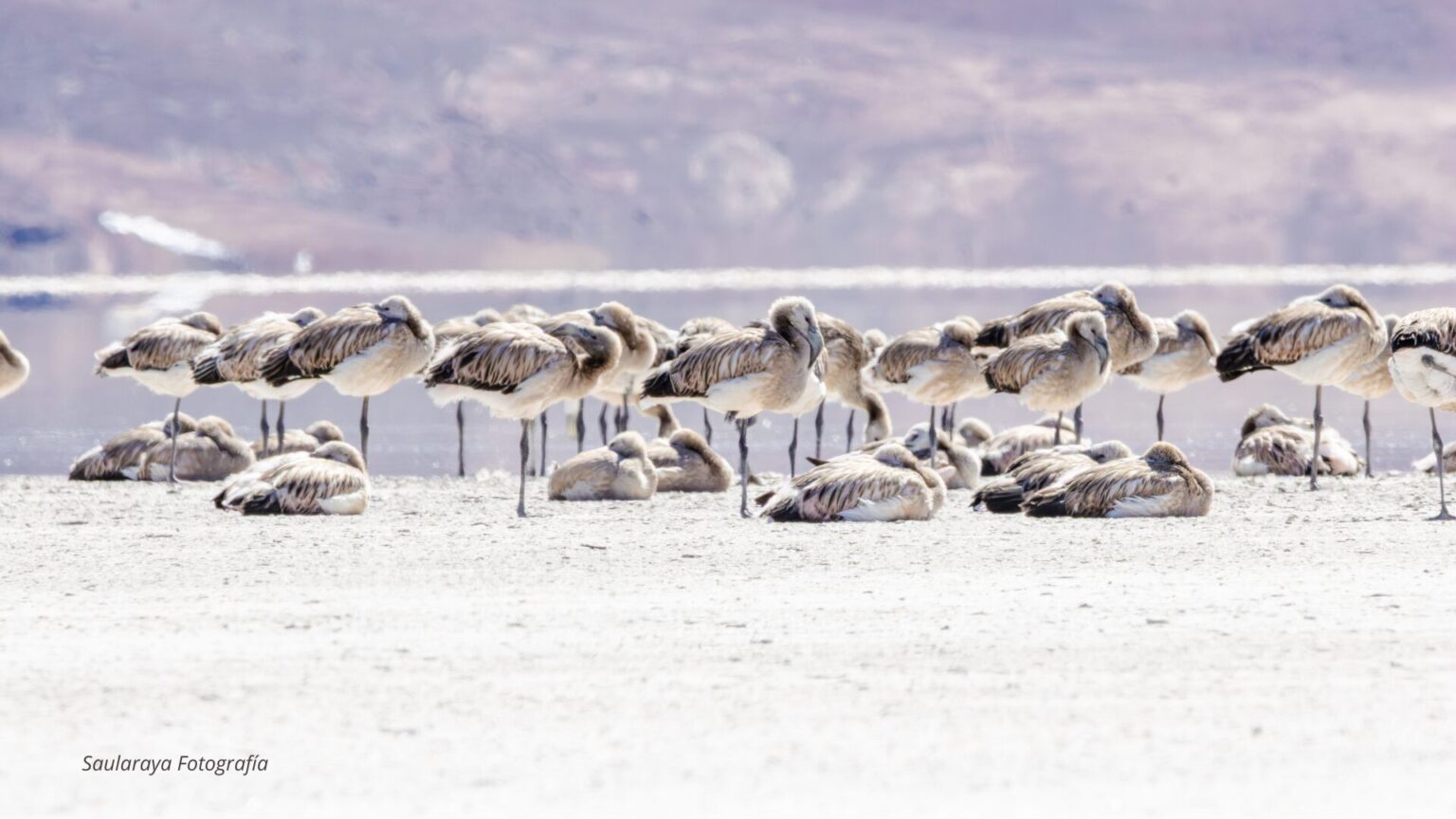 Registran exitosa reproducción de flamencos en humedales altoandinos de Atacama