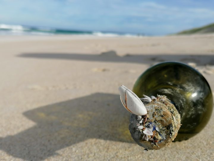 Investigación rastreará cómo la basura marina transporta especies por el Pacífico