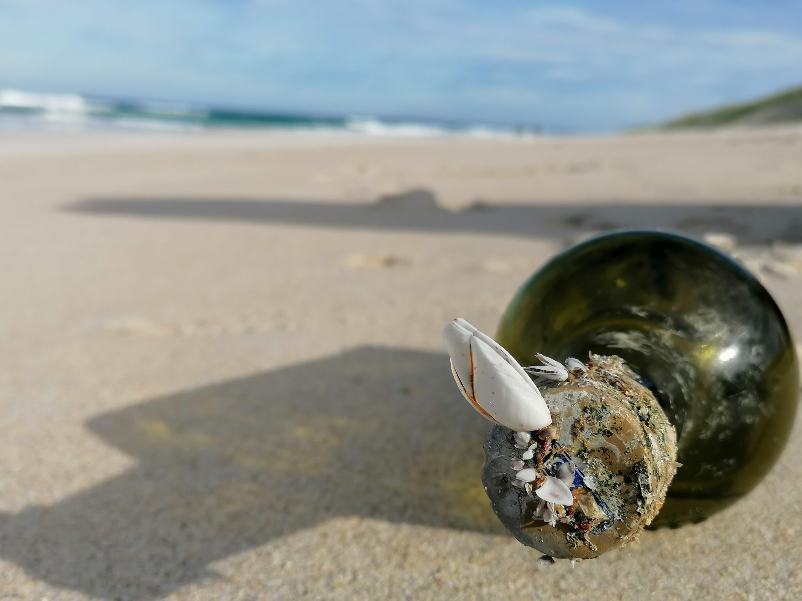 Investigación rastreará cómo la basura marina transporta especies por el Pacífico