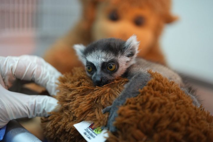 Aferrada a un peluche: La historia del pequeño lémur que busca sobrevivir en Colombia