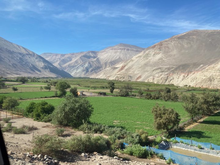 Buscan rescatar la alfalfa Alta Sierra: Semilla ancestral que sostiene la ganadería en el desierto