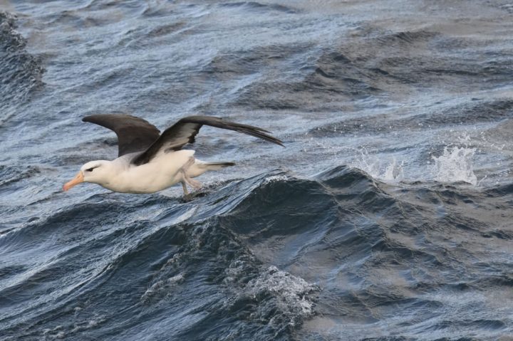 Estudio internacional advierte sobre efectos del calentamiento del océano en las aves marinas