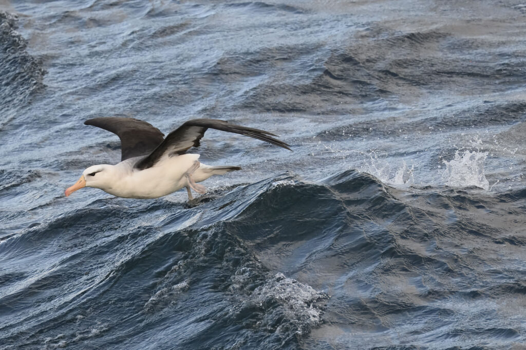 Estudio internacional advierte sobre efectos del calentamiento del océano en las aves marinas