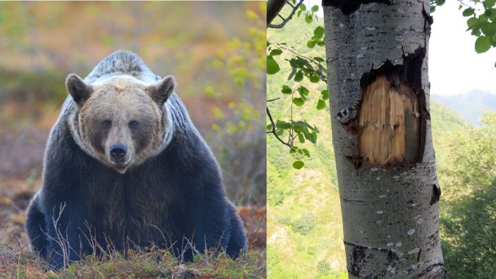 Estudio revela que osos pardos son capaces de 