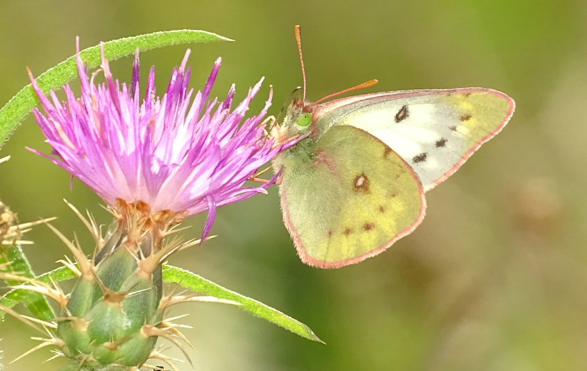Estudiante busca similitudes evolutivas entre mariposas del extremo sur de Chile y el Ártico