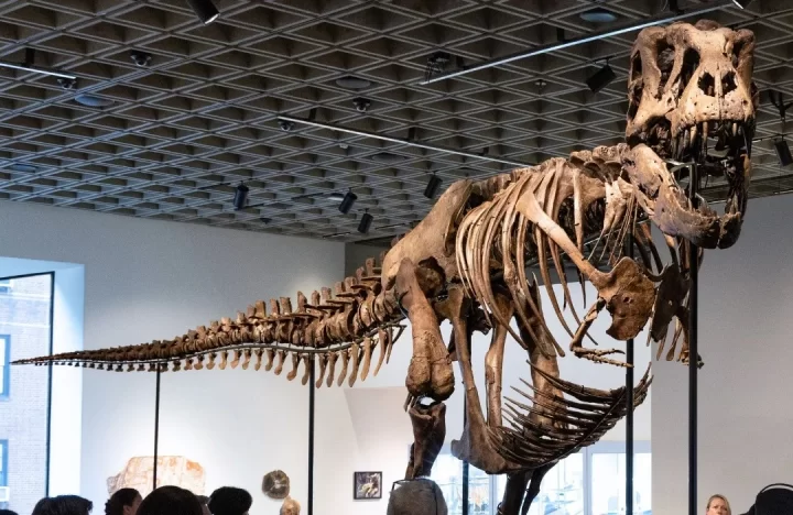 Es el más caro: Subastan esqueleto de T-Rex por más de 50 millones de dólares