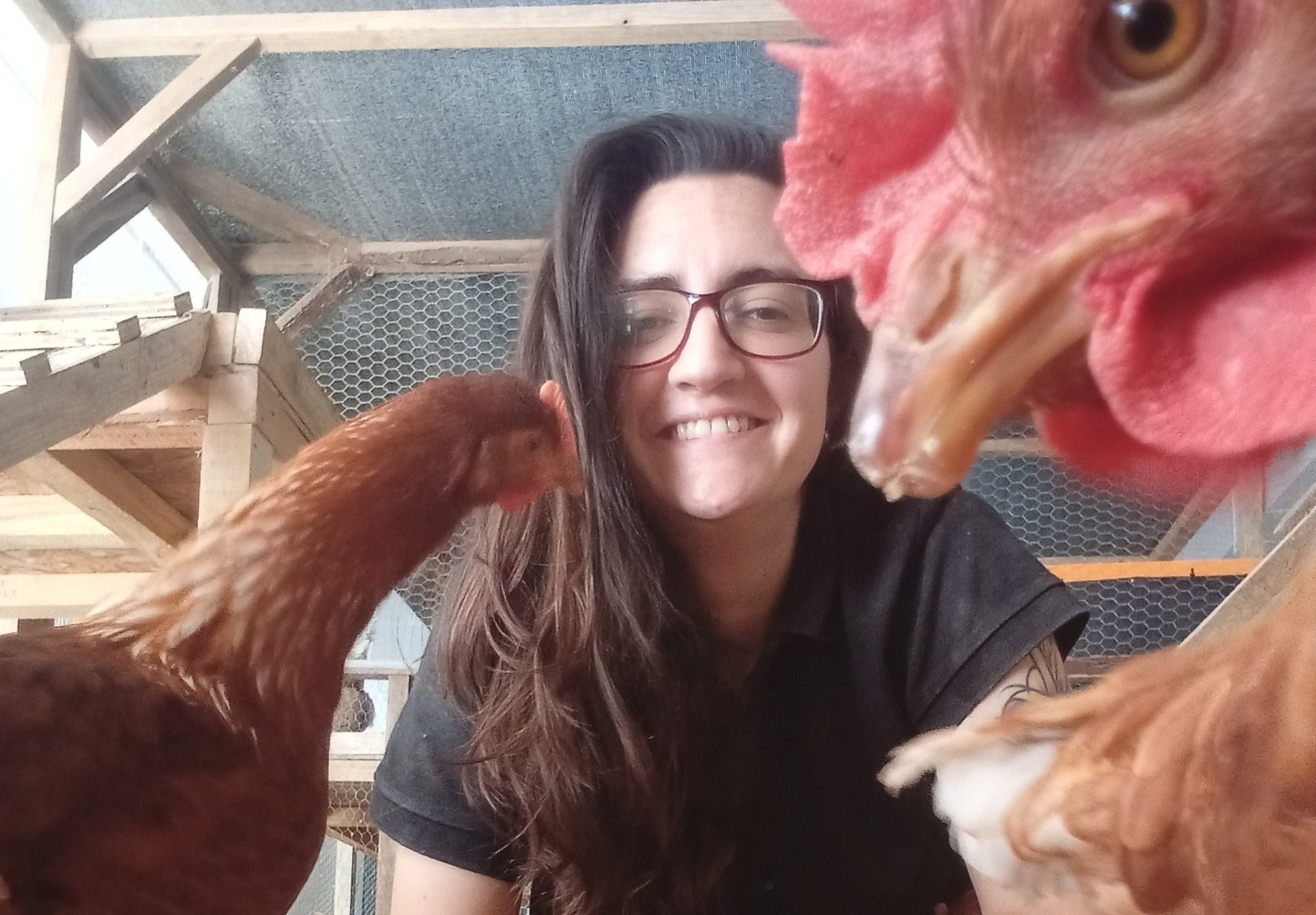 Científica demuestra que gallinas enjauladas tienen síntomas comparables a la depresión humana